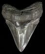 Sharply Serrated, Fossil Megalodon Tooth #57176-1